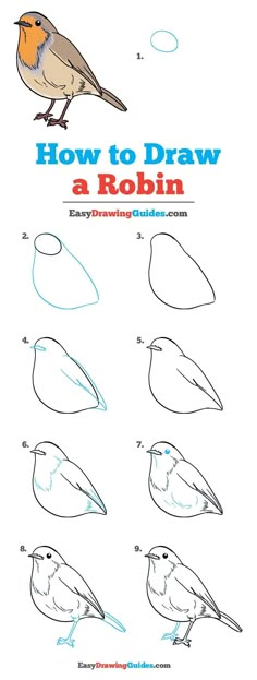 how to draw a robin bird with easy step by step instructions for children and adults