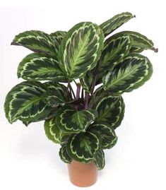 a potted plant with green and white leaves