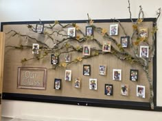 a bulletin board with pictures on it and a tree branch hanging from the wall in front of it