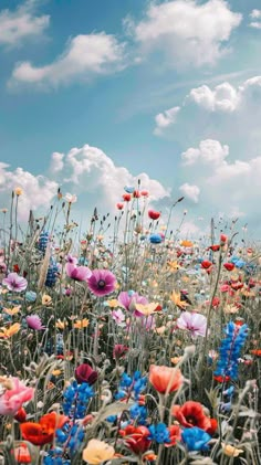 a field full of colorful flowers under a cloudy blue sky