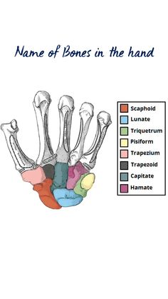 the bones in the hand are labeled with different colors and names for each individual item