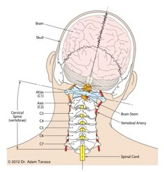 Upper Cervical Subluxation - checktheneck.com Punkty Spustowe, Sistem Saraf, Basic Anatomy, Spinal Nerve, Basic Anatomy And Physiology, Medical Student Study, Yoga Anatomy, Spine Health, Human Body Anatomy