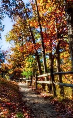 a dirt path surrounded by trees with fall leaves on the ground and in front of a wooden fence