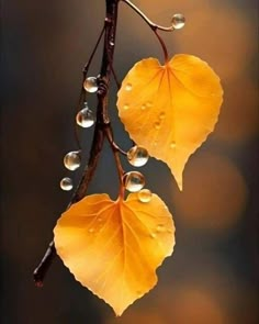 two yellow leaves with drops of water on them are hanging from a branch in front of a blurry background