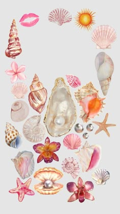 various seashells and shells arranged in a circle on a white background with pink flowers