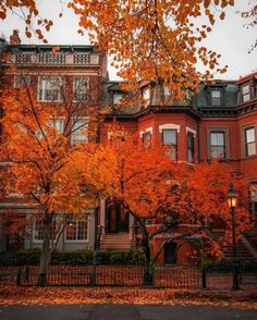 an orange tree in front of a red brick building with lots of windows and balconies