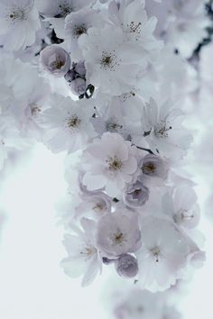 white flowers are blooming on a tree branch