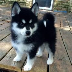 a small black and white dog standing on top of a wooden deck