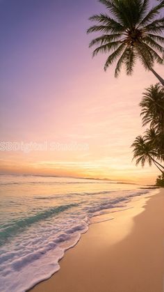 palm trees on the beach at sunset