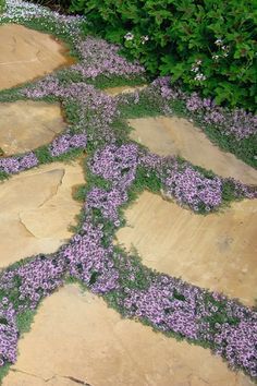 purple flowers are growing on the stone walkway