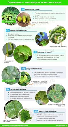 an info sheet describing the different types of plants and their uses in plant life, including leaves