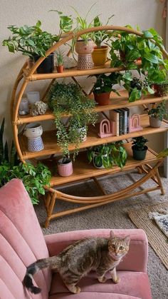 a cat sitting on top of a pink couch next to a shelf filled with potted plants