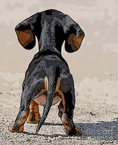 a black and brown dog standing on top of a sandy beach