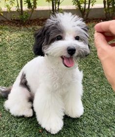 a small white and gray dog sitting on top of a grass covered field next to a persons hand