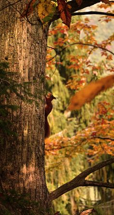 a bear is climbing up the side of a tree in an area with trees and leaves