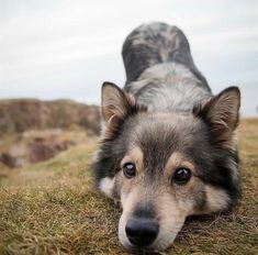 a dog laying on the ground with its head down and it's eyes wide open