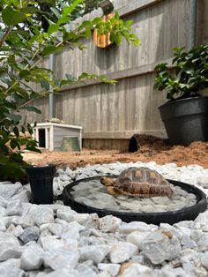 a turtle sitting on top of a rock covered ground next to a potted plant