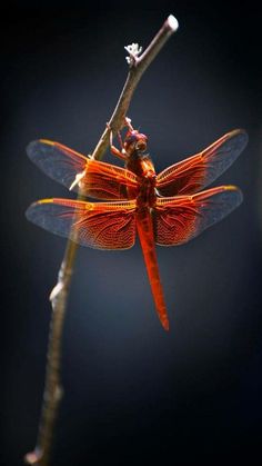 a red dragonfly sitting on top of a tree branch