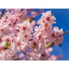 a bee is sitting on the branch of a blossoming cherry tree with blue sky in the background