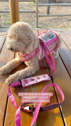 a small dog sitting on top of a wooden table next to a pink leash and purse