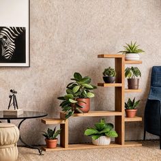 a living room filled with lots of different types of potted plants on wooden shelves