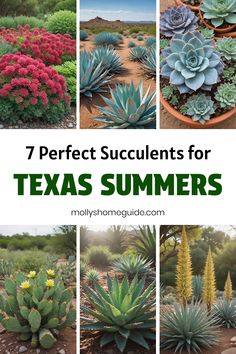 different types of cactus plants with the title 7 perfect succulents for texas summers