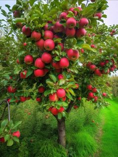 an apple tree filled with lots of red apples on top of green leaves and grass