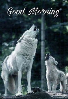 two wolfs standing on top of a rock looking up at the sky with trees in the background