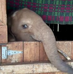 an elephant sticking its trunk out of a wooden box