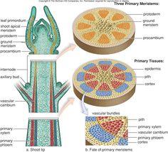 the structure of an animal's body and its external structures are labeled in this diagram