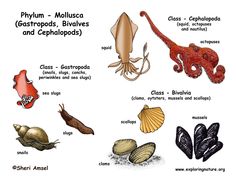 an image of different types of sea animals