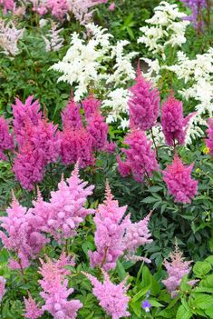 many pink and white flowers in a garden