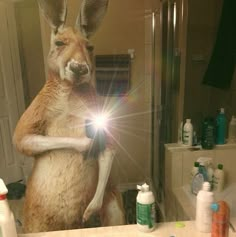 a kangaroo standing on its hind legs in front of a bathroom mirror holding a camera