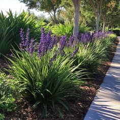 PRICES MAY VARY. 🌺 Blue-Purple Flowers: Adds vibrant color to gardens with its late summer blooms. 🌿 Dense Foliage: Offers lush, grass-like ground coverage. ☀️ Sun and Shade Tolerant: Adaptable to both full sun and partial shade areas. 💧 Drought Resistant: Low water requirements once established. 🏡 Versatile Gardening: Perfect for borders, pathways, and underplanting. Elevate your garden's charm with the Super Blue Liriope (Liriope muscari 'Super Blue'), a robust and versatile plant perfect Green Plants Outdoor, Full Sun Drought Tolerant Plants, Blue Liriope, Liriope Muscari, Blue And Purple Flowers, Farm Fence, Drought Resistant, Charming Garden, Drought Tolerant Plants