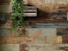 a wooden wall with a plant growing on it