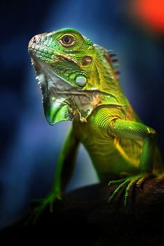 an iguana sitting on top of a tree branch