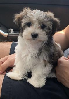 a person holding a small dog in their lap