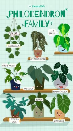 an illustrated poster showing different types of houseplants and their names on the shelves