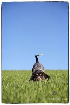 a black and brown dog laying in the grass