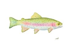 a painting of a rainbow colored fish