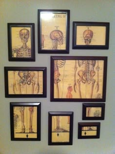 there are many framed pictures on the wall with different skeletons and bones in them,