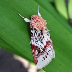 a white and red moth sitting on top of a green leaf