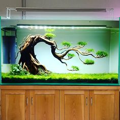 a fish tank filled with water and trees in the middle of an aquarium, on top of a wooden cabinet