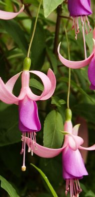 some pink flowers hanging from a tree with lots of green leaves on it's branches