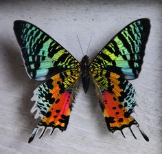 a colorful butterfly sitting on top of a wooden table