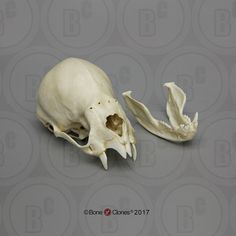 an animal skull is shown on a gray background