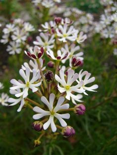 some white and red flowers in the grass