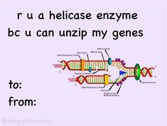 a diagram of the structure of a gene