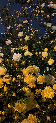 yellow and white flowers are blooming in the night time sky, with green leaves on them