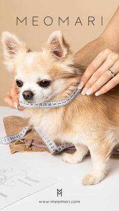 a small dog is being measured by a woman with measuring tape on it's neck